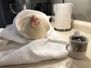 Sabrina the chicken sitting in a towel
