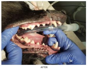 Bentley's teeth after treatment