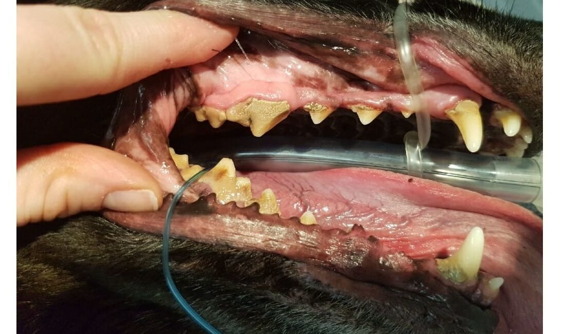 Bentley's teeth before treatment