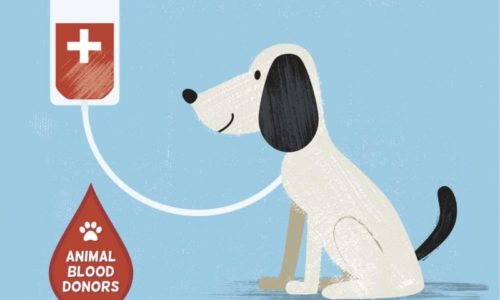 dog blood donation cartoon