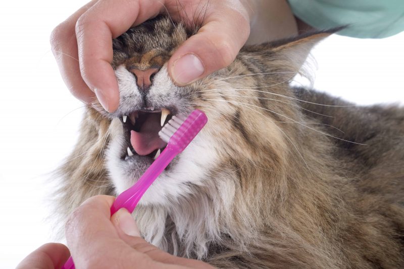 cat dental teeth