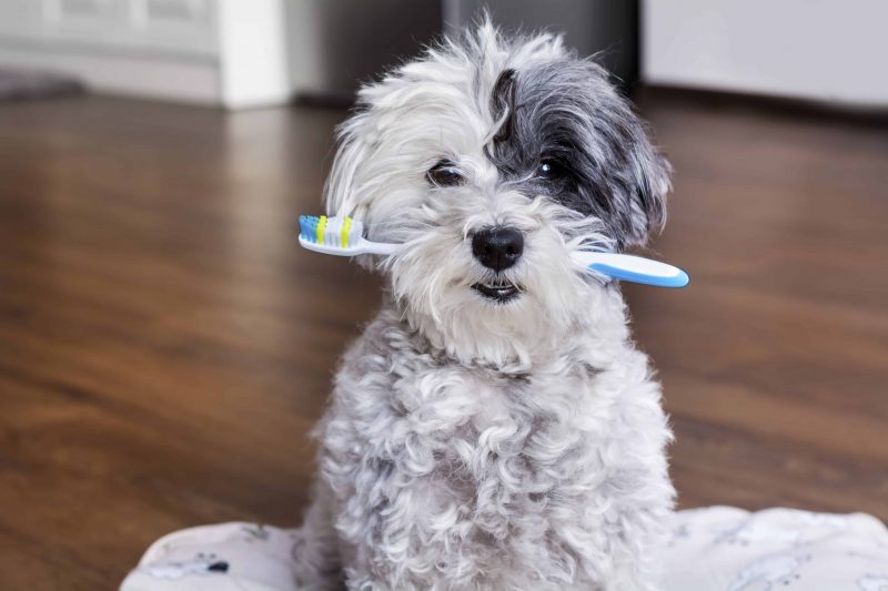 dog dental and toothbrush