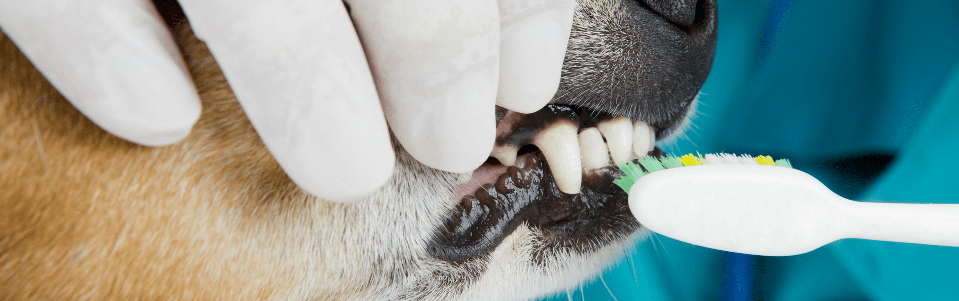Vet brushing dog's teeth