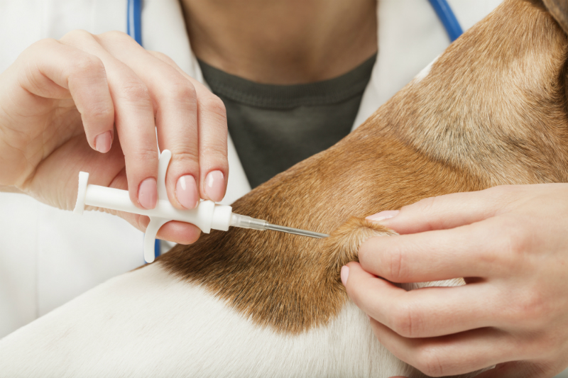 Vet Inject Microchip into Dog