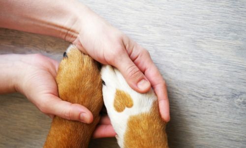 Human hands holding dog paws with a heart on the fur