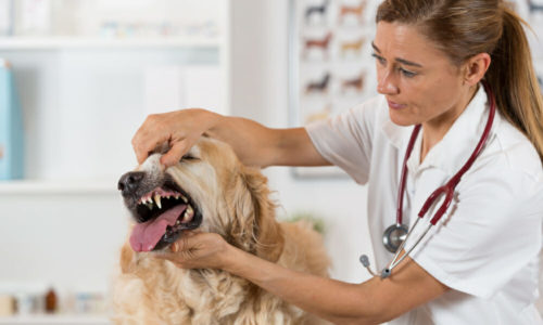 Veterinarian opening the mouth of a dog