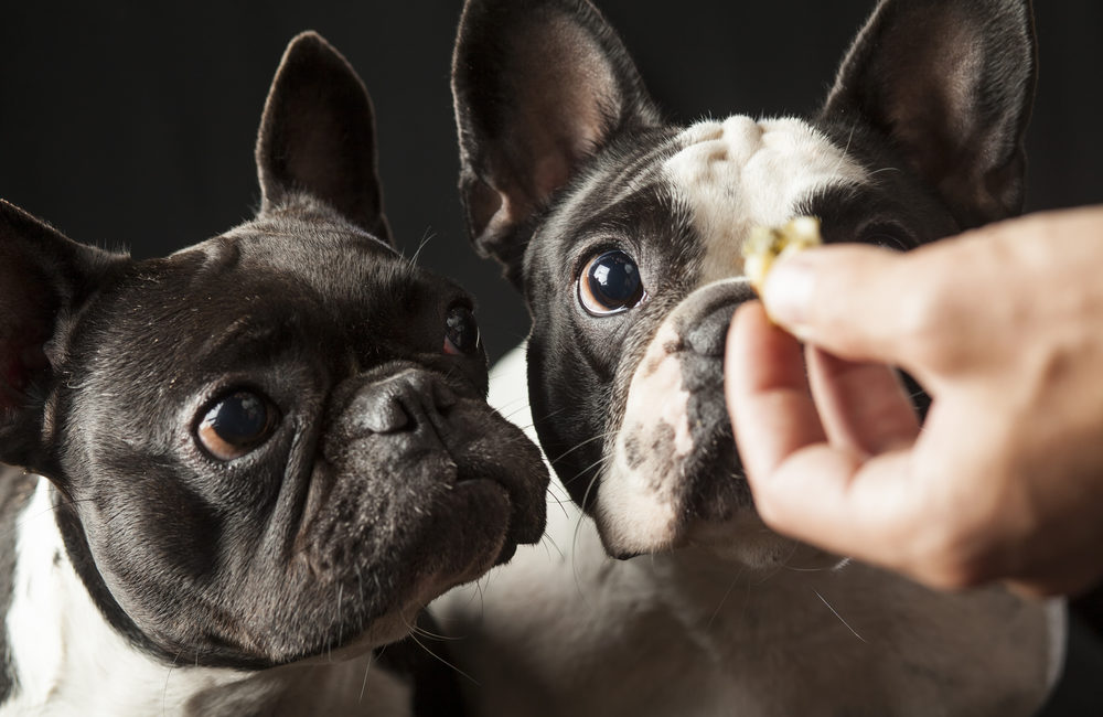 Two dogs staring at a treat held by a human hand