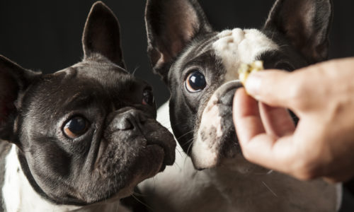 Two dogs staring at a treat held by a human hand