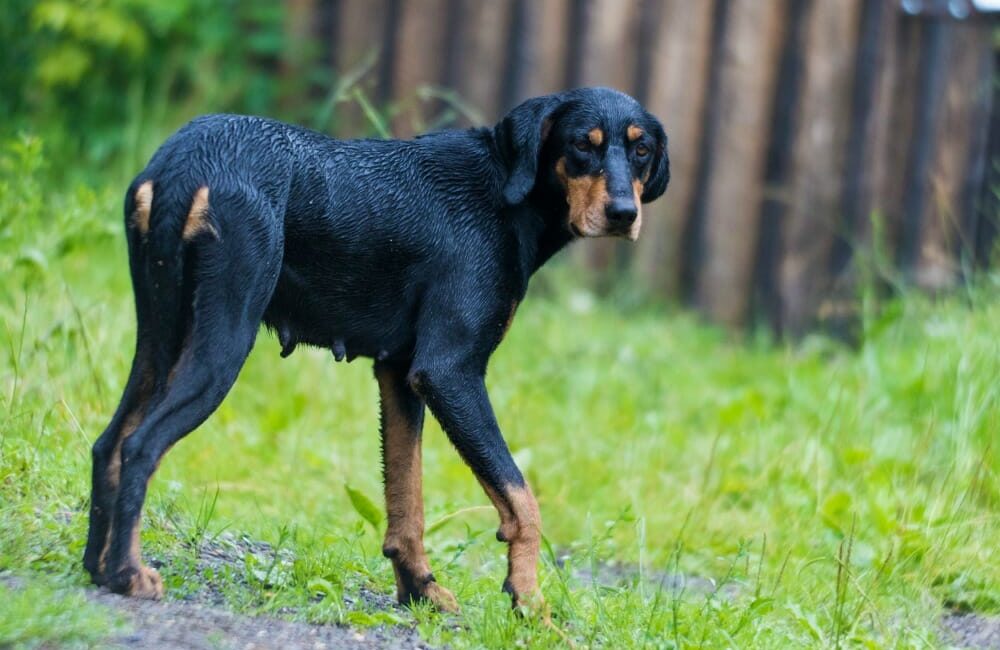 Transylvanian hound standing on grass