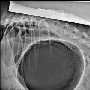 Ryley the dog's pre-operative top radiograph