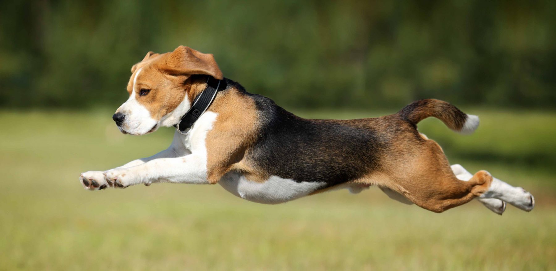 Happy Dog Running on a Field