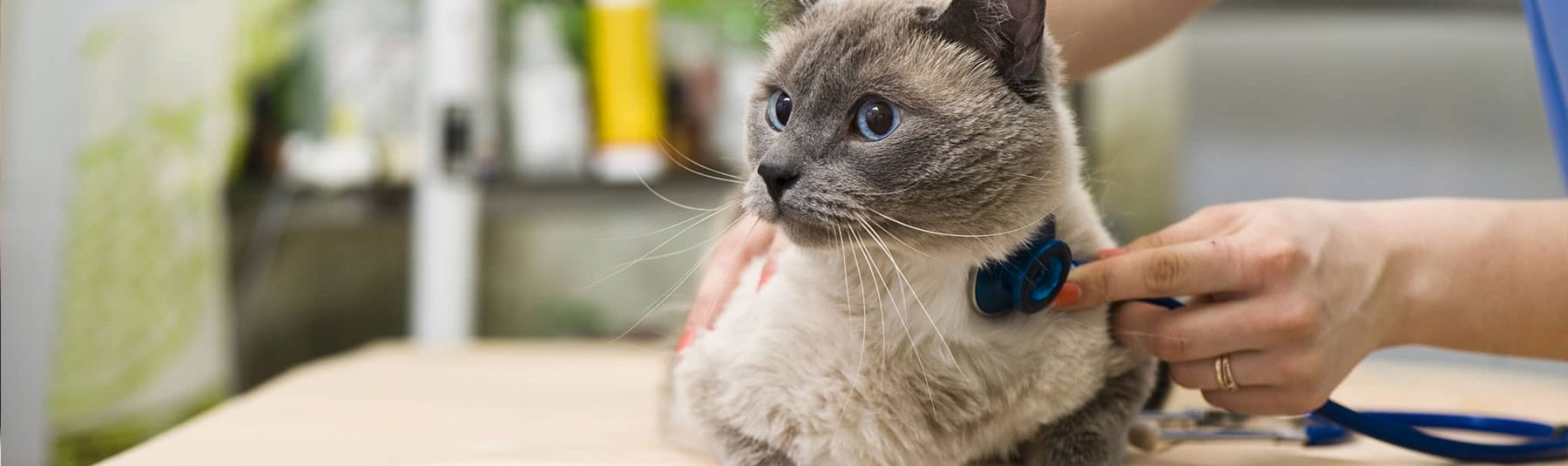 Cat Vaccinations Feline Shots Treatments Avon Southampton Pet Hospital