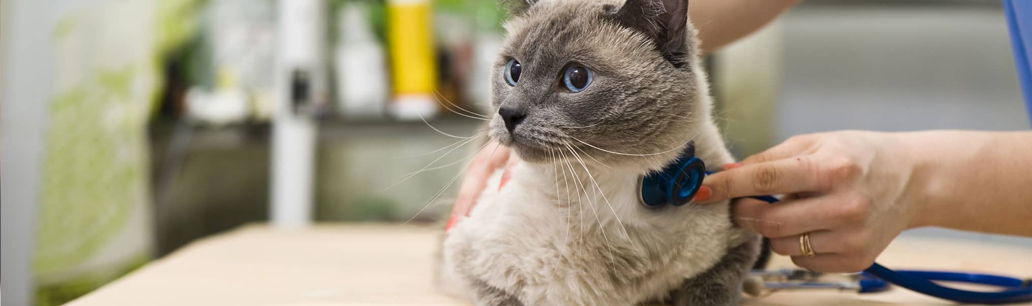 Cat Vaccinations Feline Shots Treatments Avon Southampton Pet Hospital