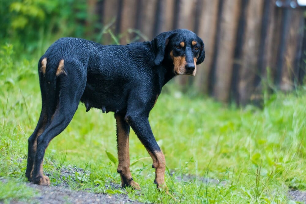 Transylvanian hound standing on grass